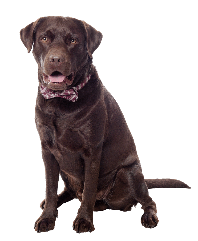 Dakota, a chocolate Labrador wearing a plaid bow tie.